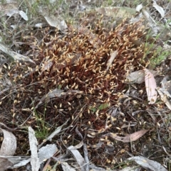 Polytrichum commune at Belconnen, ACT - 2 Oct 2023 by lbradley