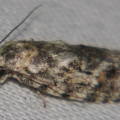Agriophara (genus) (A Gelechioid moth (Stenomatinae)) at Sheldon, QLD - 25 Aug 2007 by PJH123
