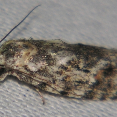 Agriophara (genus) (A Flat-bodied moth (Stenomatinae, Depressariidae)) at Sheldon, QLD - 25 Aug 2007 by PJH123