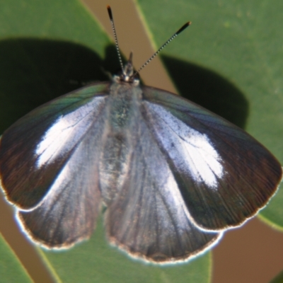 Candalides consimilis subsp. goodingi (Dark Pencil-Blue) at Sheldon, QLD - 25 Aug 2007 by PJH123