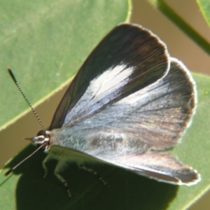 Candalides consimilis subsp. goodingi at Sheldon, QLD - suppressed