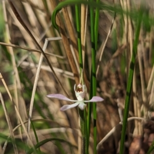 Caladenia carnea at Paddys River, ACT - suppressed