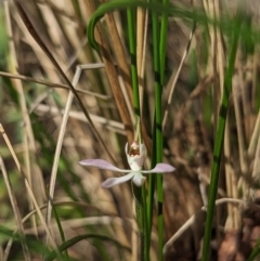 Caladenia carnea (Pink Fingers) at Tidbinbilla Nature Reserve - 2 Oct 2023 by Rebeccajgee