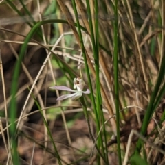 Caladenia carnea at Paddys River, ACT - 2 Oct 2023