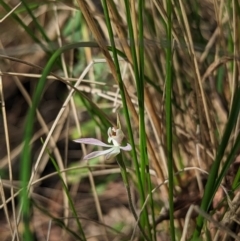 Caladenia carnea at Paddys River, ACT - suppressed