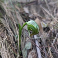 Pterostylis nutans (Nodding Greenhood) at Tidbinbilla Nature Reserve - 2 Oct 2023 by Rebeccajgee