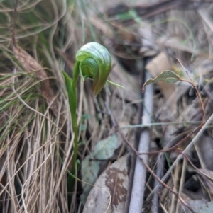 Pterostylis nutans at Paddys River, ACT - suppressed