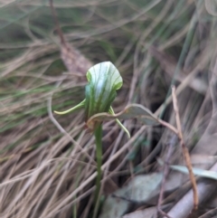 Pterostylis nutans at Paddys River, ACT - suppressed