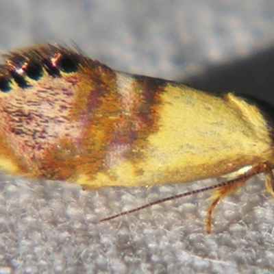 Eupselia beltera (A Gelechioid moth) at Sheldon, QLD - 26 Aug 2007 by PJH123