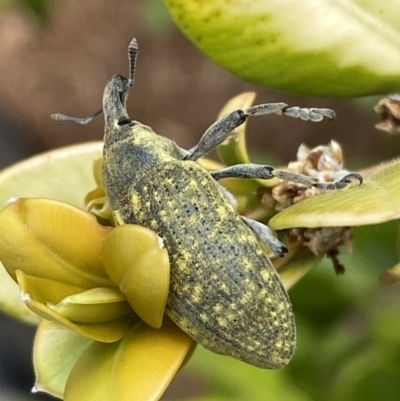 Larinus latus (Onopordum seed weevil) at Jerrabomberra, NSW - 2 Oct 2023 by SteveBorkowskis