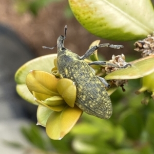 Larinus latus at Jerrabomberra, NSW - suppressed