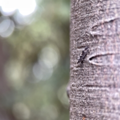 Strepsicrates macropetana at Casey, ACT - 2 Oct 2023