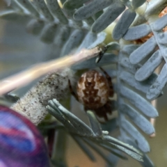 Salsa fuliginata (Sooty Orb-weaver) at Casey, ACT - 2 Oct 2023 by Hejor1