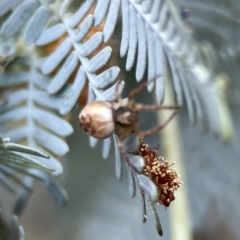 Salsa fuliginata at Casey, ACT - 2 Oct 2023