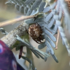 Salsa fuliginata at Casey, ACT - 2 Oct 2023 11:06 AM