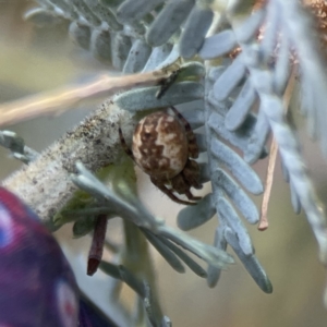 Salsa fuliginata at Casey, ACT - 2 Oct 2023 11:06 AM