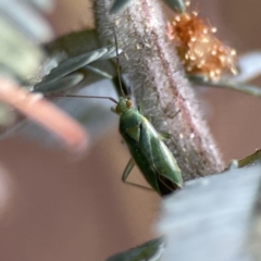 Taylorilygus apicalis (Brockenbacked Bug) at Casey, ACT - 2 Oct 2023 by Hejor1