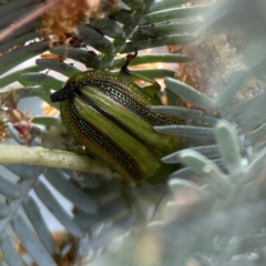 Calomela juncta (Leaf beetle) at Casey, ACT - 2 Oct 2023 by Hejor1