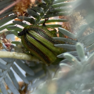 Calomela juncta (Leaf beetle) at Casey, ACT - 2 Oct 2023 by Hejor1