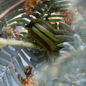 Calomela juncta at Casey, ACT - 2 Oct 2023 11:08 AM