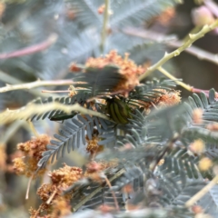 Calomela juncta at Casey, ACT - 2 Oct 2023 11:08 AM