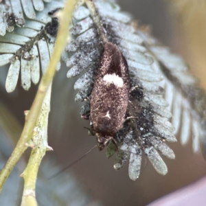 Leistomorpha brontoscopa at Casey, ACT - 2 Oct 2023