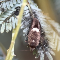 Leistomorpha brontoscopa at Casey, ACT - 2 Oct 2023