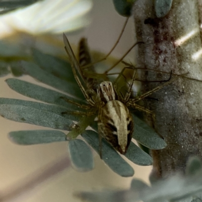 Oxyopes (genus) (Lynx spider) at Casey, ACT - 2 Oct 2023 by Hejor1