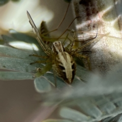 Oxyopes sp. (genus) at Casey, ACT - 2 Oct 2023 11:12 AM