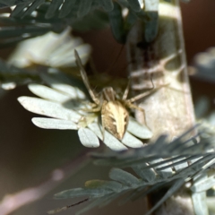 Oxyopes sp. (genus) at Casey, ACT - 2 Oct 2023 11:12 AM