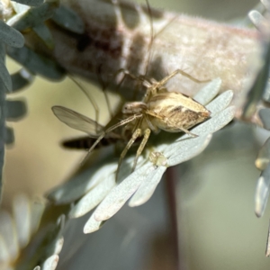 Oxyopes sp. (genus) at Casey, ACT - 2 Oct 2023 11:12 AM