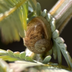 Cornu aspersum (Common Garden Snail) at Casey, ACT - 2 Oct 2023 by Hejor1