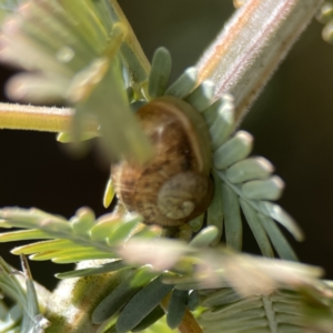 Cornu aspersum at Casey, ACT - 2 Oct 2023