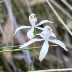 Caladenia ustulata (Brown Caps) at Mount Jerrabomberra - 2 Oct 2023 by Youspy