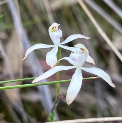 Caladenia ustulata (Brown Caps) at Jerrabomberra, NSW - 2 Oct 2023 by Youspy