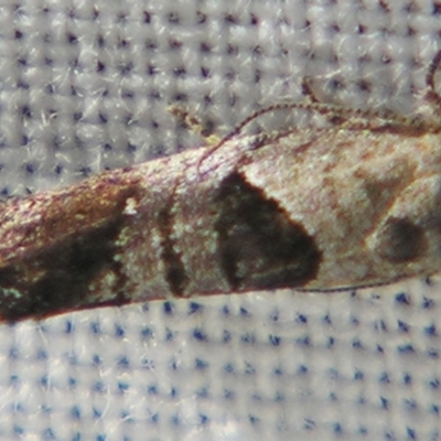 Eupselia holoxantha (Hypertrophidae) at Sheldon, QLD - 26 Aug 2007 by PJH123