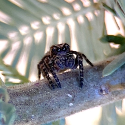 Servaea narraweena (A jumping spider) at Casey, ACT - 2 Oct 2023 by Hejor1