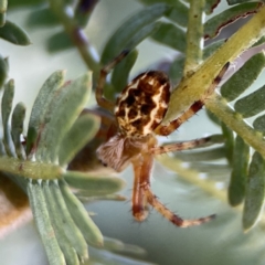 Araneus hamiltoni (Hamilton's Orb Weaver) at Casey, ACT - 2 Oct 2023 by Hejor1