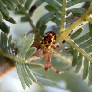 Araneus hamiltoni at Casey, ACT - 2 Oct 2023