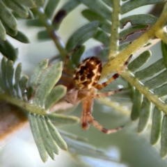 Araneus hamiltoni at Casey, ACT - 2 Oct 2023