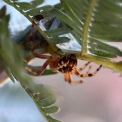 Araneus hamiltoni at Casey, ACT - 2 Oct 2023