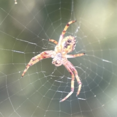 Araneus hamiltoni at Casey, ACT - 2 Oct 2023