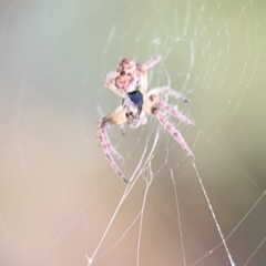 Unidentified Orb-weaving spider (several families) at Casey, ACT - 2 Oct 2023 by Hejor1