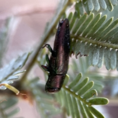 Melobasis sp. (genus) (Unidentified Melobasis jewel Beetle) at Casey, ACT - 2 Oct 2023 by Hejor1