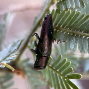 Melobasis sp. (genus) at Casey, ACT - 2 Oct 2023 11:18 AM