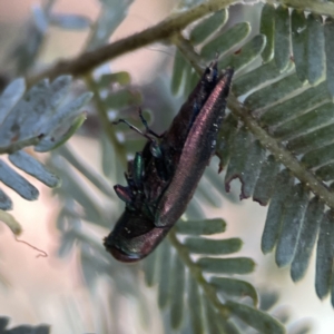 Melobasis sp. (genus) at Casey, ACT - 2 Oct 2023 11:18 AM