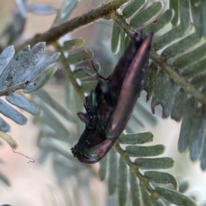 Melobasis sp. (genus) at Casey, ACT - 2 Oct 2023