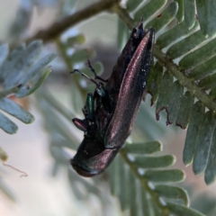 Melobasis sp. (genus) at Casey, ACT - 2 Oct 2023 11:18 AM