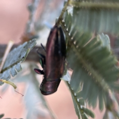 Melobasis sp. (genus) at Casey, ACT - 2 Oct 2023