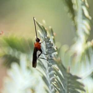 Braconidae (family) at Casey, ACT - 2 Oct 2023